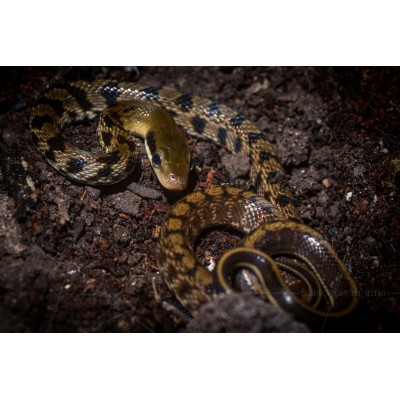 Orthriophis taeniurus - Elaphe taeniura - Bella serpiente rata